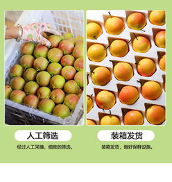 鞍山南果梨 一口尝尽东北的秋日香甜